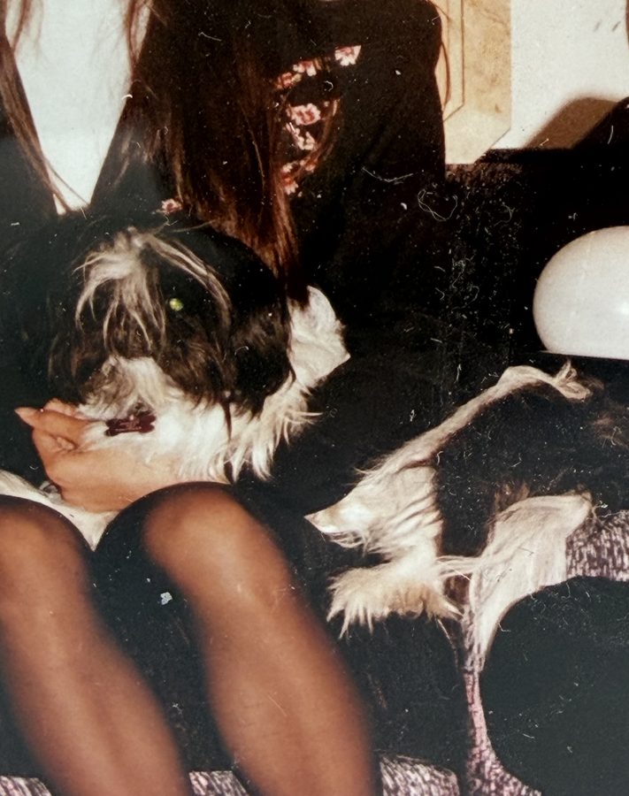 Cookie the Shih Tzu.